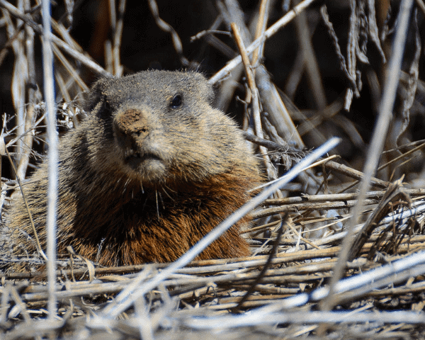 groundhog